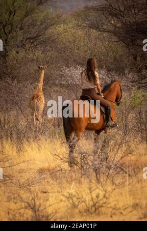 Brunette auf dem Pferderücken sieht Baby südlichen Giraffe Stockfoto