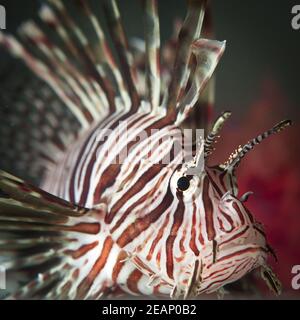 Red Lionfish Unterwasser Cayman Islands, Tier, Tierfin, Tierwelt, Tierjagd. Pterois ist eine Gattung von giftigen Fischen invasive Arten Stockfoto