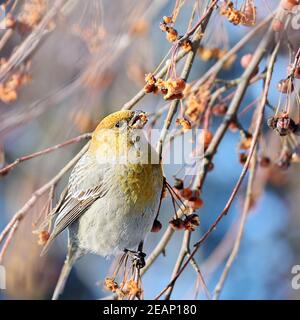 Pinicola enucleator Vogel, Weibchen, auf einem Zweig mit Beeren, Nahaufnahme Stockfoto