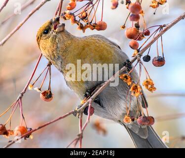 Pinicola enucleator Vogel, Weibchen, auf einem Zweig mit Beeren, Nahaufnahme Stockfoto