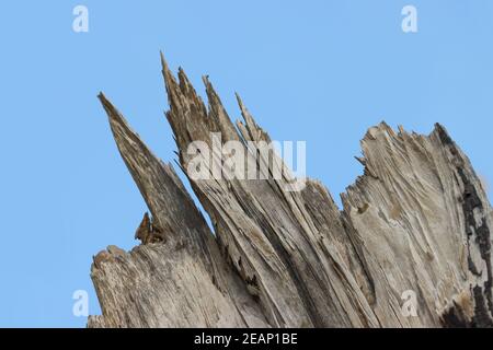 Baumstamm vom starken Wind gebrochen Stockfoto