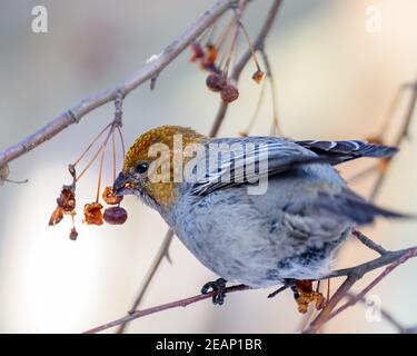 Pinicola enucleator Vogel, Weibchen, auf einem Zweig mit Beeren, Nahaufnahme Stockfoto