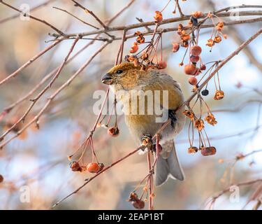 Pinicola enucleator Vogel, Weibchen, auf einem Zweig mit Beeren, Nahaufnahme Stockfoto