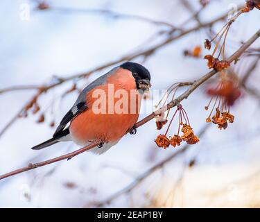 Bullfink Vogel sitzt auf einem Zweig mit Beeren, Nahaufnahme Stockfoto