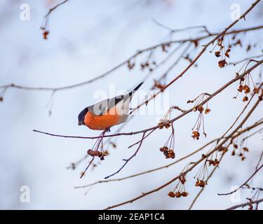 Bullfink Vogel sitzt auf einem Zweig mit Beeren, Nahaufnahme Stockfoto