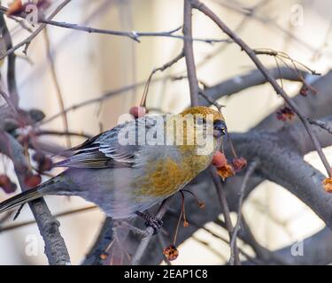 Pinicola enucleator Vogel, Weibchen, auf einem Zweig mit Beeren, Nahaufnahme Stockfoto