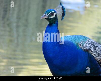 Schöner Pfau von fantastisch hellen Farben von langen Federn Stockfoto