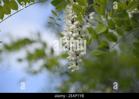 Blühende Akazien weiße Trauben Stockfoto