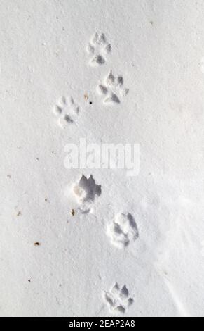 Fußabdrücke eines Rotfuchs im Schnee Stockfoto