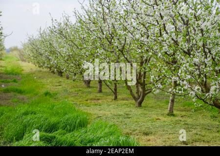 Pflaume Garten blühen Stockfoto