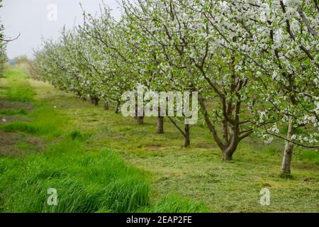 Pflaume Garten blühen Stockfoto