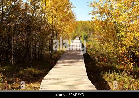 Eine Promenade durch einen herbstlichen Wald Stockfoto