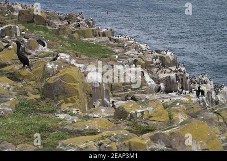 Verschiedene Seevögel auf einer Klippe:- Shags, Papageientaucher, Razorbills, Kittiwakes und Guillemots Stockfoto