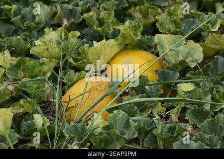 Die wachsende Melone in das Feld Stockfoto