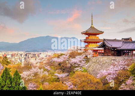 Kiyomizu-dera Tempel und Kirschblütenzeit (Sakura) Frühling in Kyoto Stockfoto