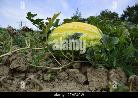 Die wachsende Wassermelone im Feld Stockfoto