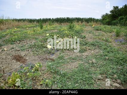 Das Bett von Melonen und Wassermelonen im Garten Stockfoto