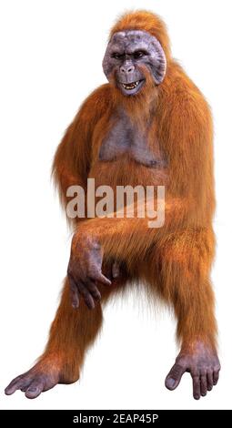 3D Orang-Utan auf Weiß gerendert Stockfoto