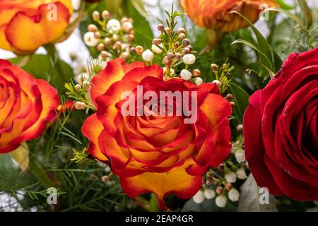 Wunderschöner Blumenstrauß mit bunten Rosen Stockfoto