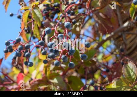 Beeren sind eine Parthenocissus Stockfoto