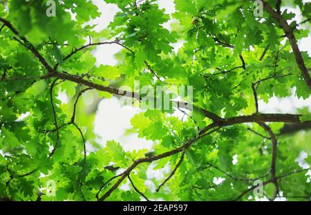 Eiche Blätter Hintergrund im Sommer mit schönen Sonnenlicht Stockfoto