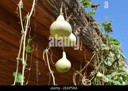 Die Früchte der Flasche Kürbis. Wachsende tropischen Kürbis Stockfoto