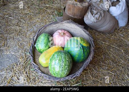 Haufen von Kürbissen lange Form auf dem Boden. Ernte Kürbisse aus dem Garten Stockfoto