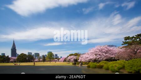 Tokio, Japan die Japaner feiern, picknicken unter den Sakura-Bäumen in voller Blüte im Frühling im Ueno-Park, die Hanami-Kirschblütenparty ist atemberaubend Stockfoto