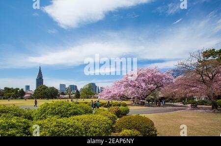 Tokio, Japan die Japaner feiern, picknicken unter den Sakura-Bäumen in voller Blüte im Frühling im Ueno-Park, die Hanami-Kirschblütenparty ist atemberaubend Stockfoto