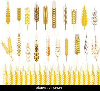 Set von Ikonen der reifen goldenen Ähren von Weizen und Getreide Konzept der Landwirtschaft, Landwirtschaft und Grundnahrungsmittel, Vektor-Design-Elemente Stock Vektor
