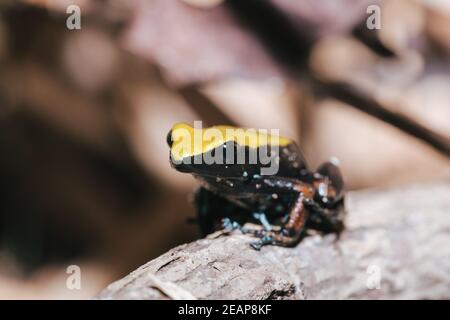 Frosch Klettern Mantella, Madagascar Wildlife Stockfoto