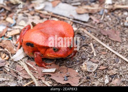 Große rote Tomate Frösche, Dyscophus antongilii Stockfoto