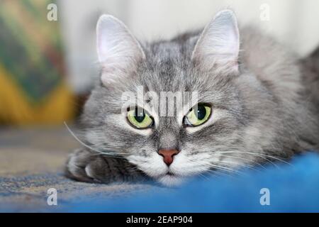 Nahaufnahme der niedlichen flauschigen silbernen sibirischen Katze Blick auf die Kamera Stockfoto