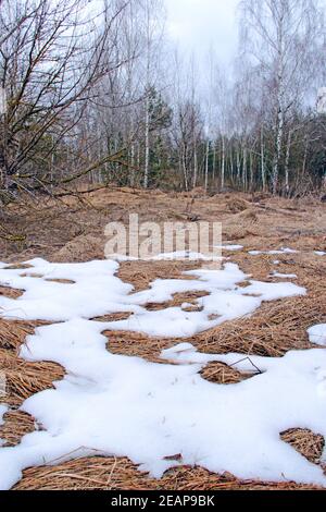 Schmelzender Schnee im Frühjahr am Waldrand Stockfoto