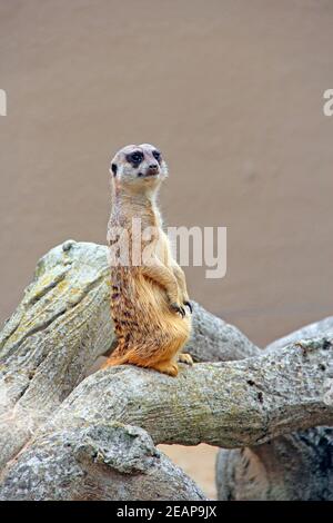 Erdmännchen steht. Vorsichtig Nagetier steht auf Hinterbeinen Stockfoto