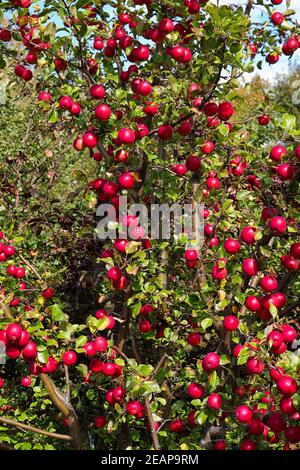 Ein Apfelbaum mit roten Krabbenäpfeln beladen Stockfoto