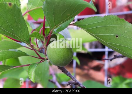 Eine grüne Aprikose, die auf einem Ast wächst Stockfoto