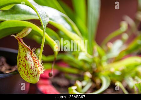 Nepenthes fleischfressende Pflanze Nahaufnahme Stockfoto