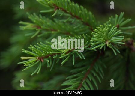 Die grünen stacheligen Äste des Pelzbaumes oder der Kiefer. Flauschige Tannenbaum Zweig Nahaufnahme. Hintergrund verschwommen Stockfoto