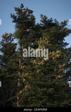 Zweige der Kiefer im Wald mit vielen Früchten. Schatten des Lichts auf den Ästen. Klarer Himmel Stockfoto