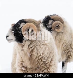 Swaledale rammt im Schnee Stockfoto