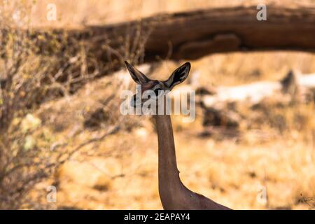 Leiter der Gerenuk. Gazelle in der Nähe von einem Baum. Samburu, Kenia. Stockfoto