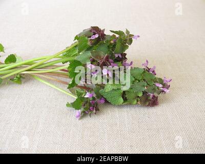 Ein Kräuterstrauß mit violetter, toter Brennnessel, Lamium pureum Stockfoto