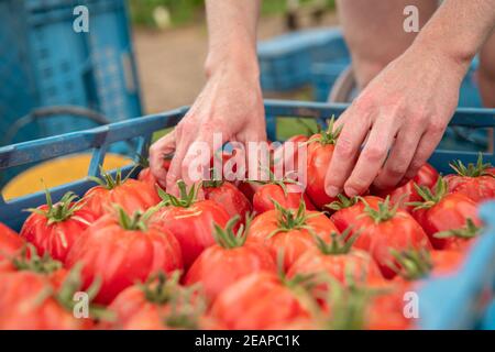 Sortierte Tomaten im Spediteur vor der Auslieferung an die Märkte Stockfoto
