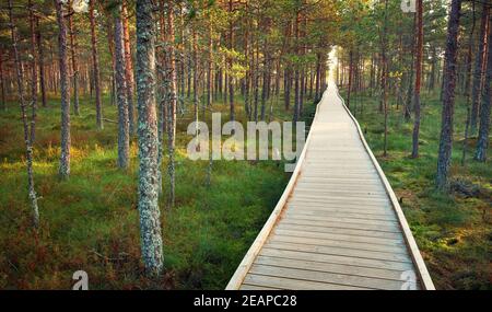 Viru Mooren an Lahemaa Nationalpark Stockfoto