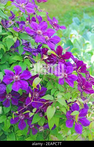 Schöne Blüten von blühenden violetten Clematis im Garten Stockfoto