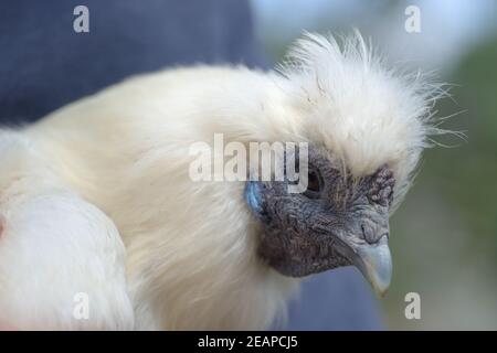 4 - Super close up weißen Seiden Huhn Kopf Porträt. Stockfoto