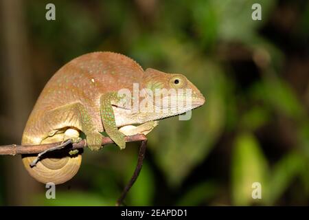 Buntes Chamäleon aus der Nähe im Regenwald Madagaskars Stockfoto
