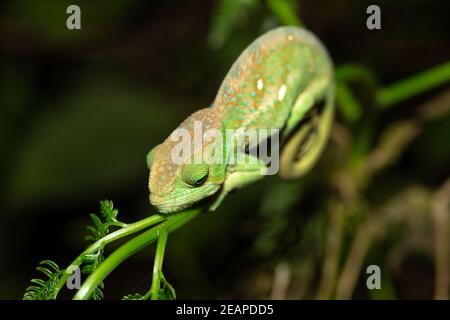 Buntes Chamäleon aus der Nähe im Regenwald Madagaskars Stockfoto