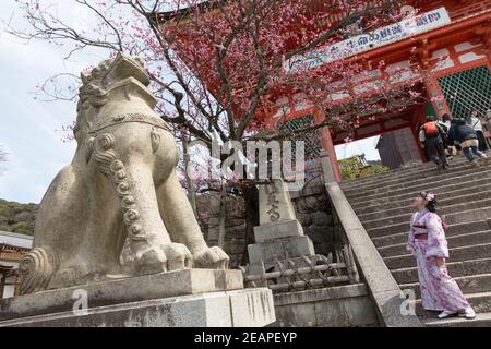 Kyoto Japan Frau in traditionellem Kimono, die den Löwenhund-Wächter vor dem Deva-Tor am Kiyomizu dera Tempel unter den Blüten anschaut Stockfoto